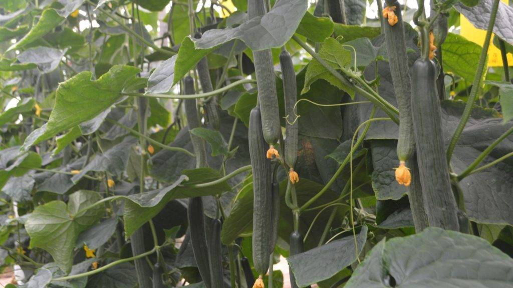 Fitó-SmartQ-FOTO 1|SmartQ-H-Blog|Fito-SmartQ-foto2